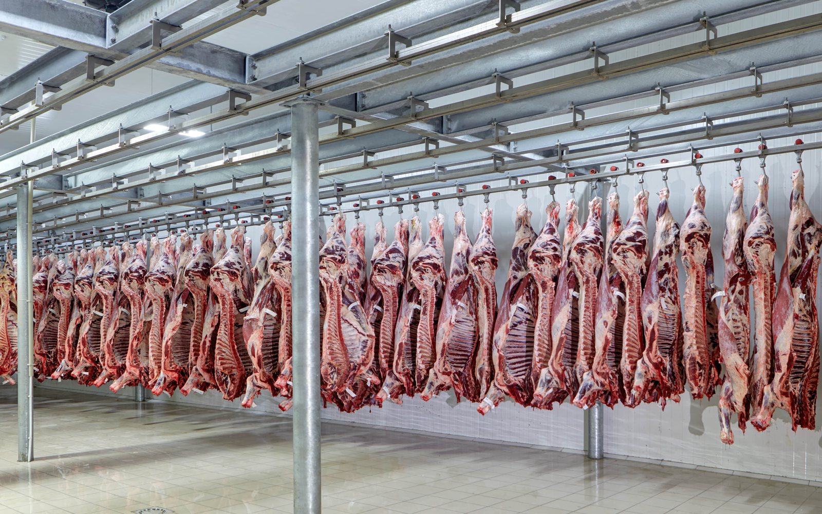 Carcass meat hanging inside a refrigerated cold storage room